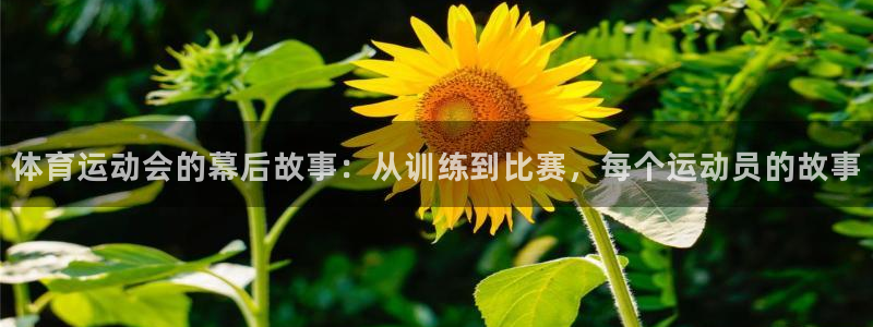 新球体育即比分